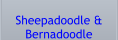 Sheepadoodle & Bernadoodle