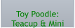 Toy Poodle:  Teacup & Mini