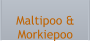 Maltipoo & Morkiepoo