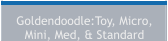 Goldendoodle:Toy, Micro, Mini, Med, & Standard