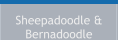 Sheepadoodle & Bernadoodle