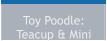 Toy Poodle:  Teacup & Mini