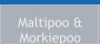 Maltipoo & Morkiepoo
