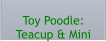 Toy Poodle:  Teacup & Mini