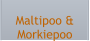 Maltipoo & Morkiepoo