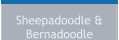 Sheepadoodle & Bernadoodle